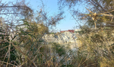 DÜNYAYA HİÇ GEL.EMİŞ GİBİ, SARI BENEKLİ KAPLUMBAĞA