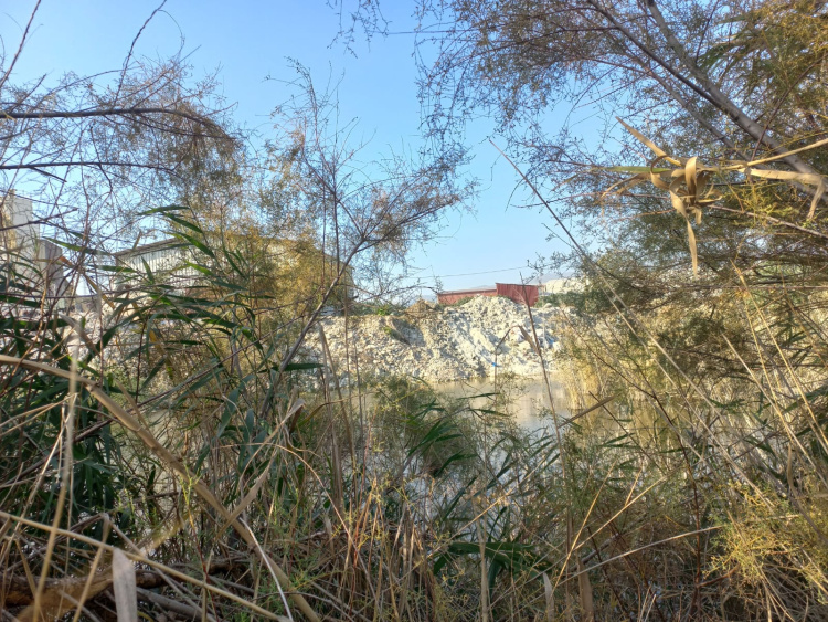 DÜNYAYA HİÇ GEL.EMİŞ GİBİ, SARI BENEKLİ KAPLUMBAĞA