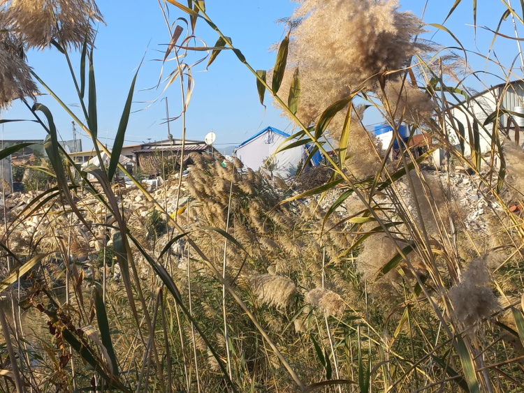 DÜNYAYA HİÇ GEL.EMİŞ GİBİ, SARI BENEKLİ KAPLUMBAĞA