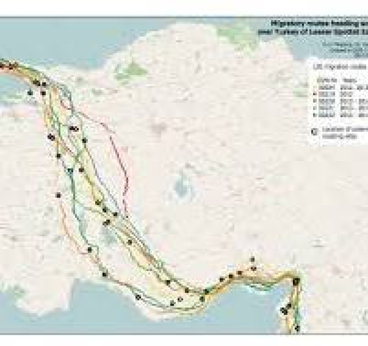 MİLLEHA TİMSAH GÖZYAŞLARI  İLE KURTULMAZ.  KAMULAŞTIRILSIN.