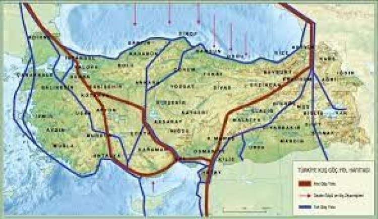 MİLLEHA TİMSAH GÖZYAŞLARI  İLE KURTULMAZ.  KAMULAŞTIRILSIN.